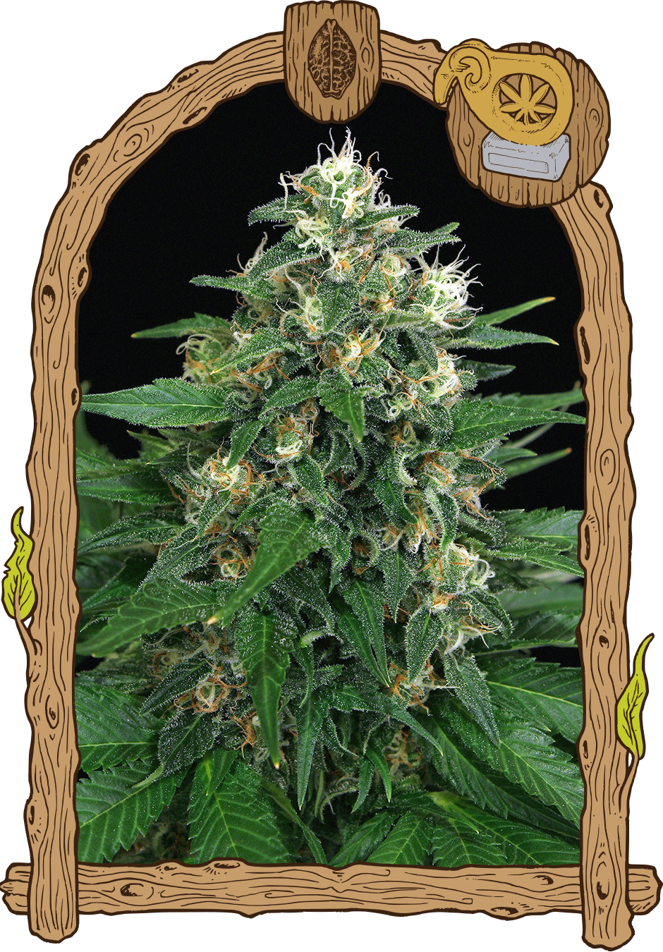 Exotic Seed-Exotic Thai