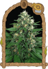 Exotic Seed-Exotic Thai