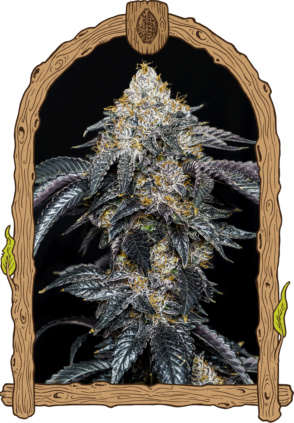 Quicklato Sherbet - Cannaseuse - Curated Genetics - Exotic Seed