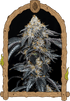 Quicklato Sherbet - Cannaseuse - Curated Genetics - Exotic Seed