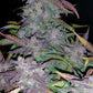 Fastberry Auto - Cannaseuse - Curated Genetics - 42 Fast Buds