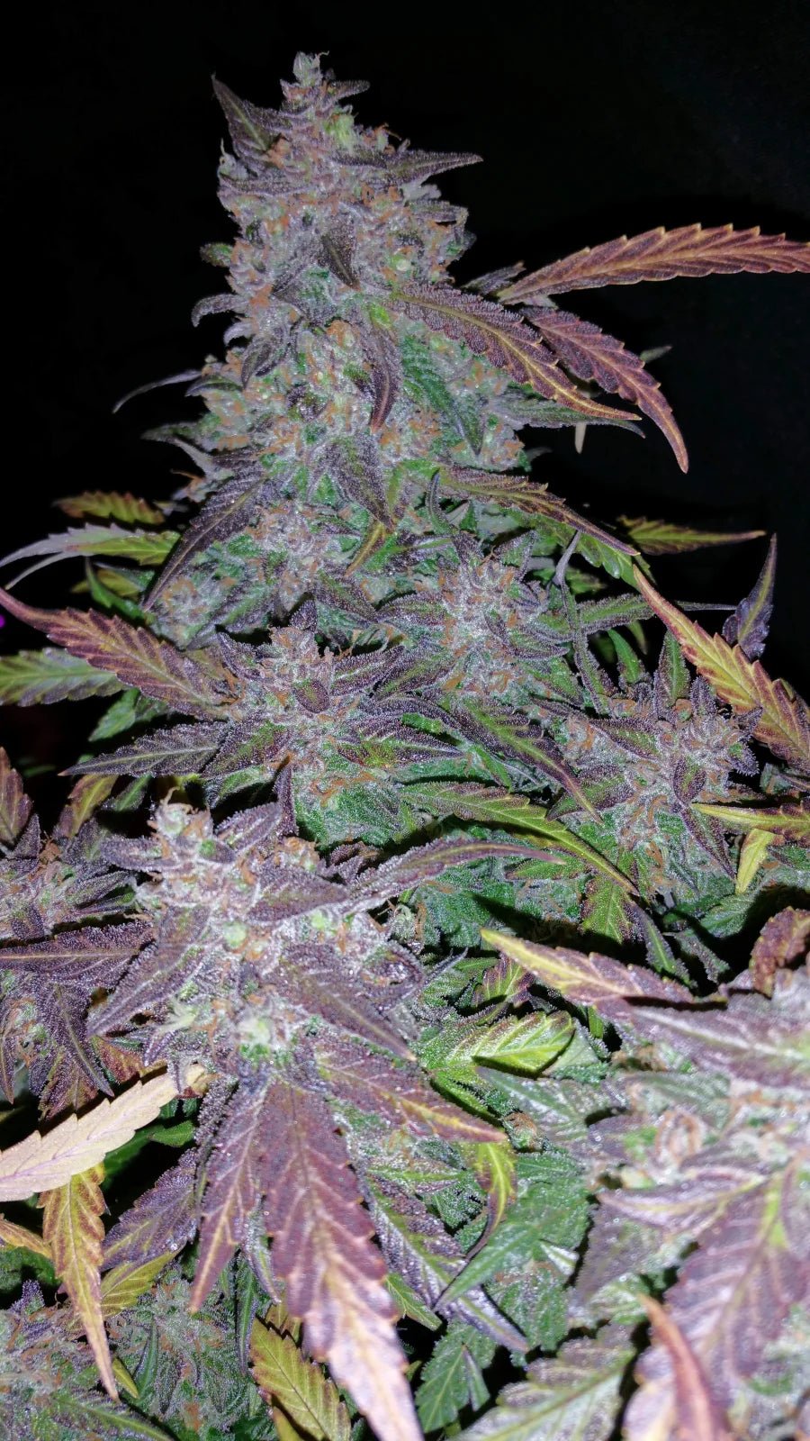Fastberry Auto - Cannaseuse - Curated Genetics - 42 Fast Buds