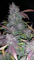 Fastberry Auto - Cannaseuse - Curated Genetics - 42 Fast Buds