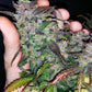 Fastberry Auto - Cannaseuse - Curated Genetics - 42 Fast Buds