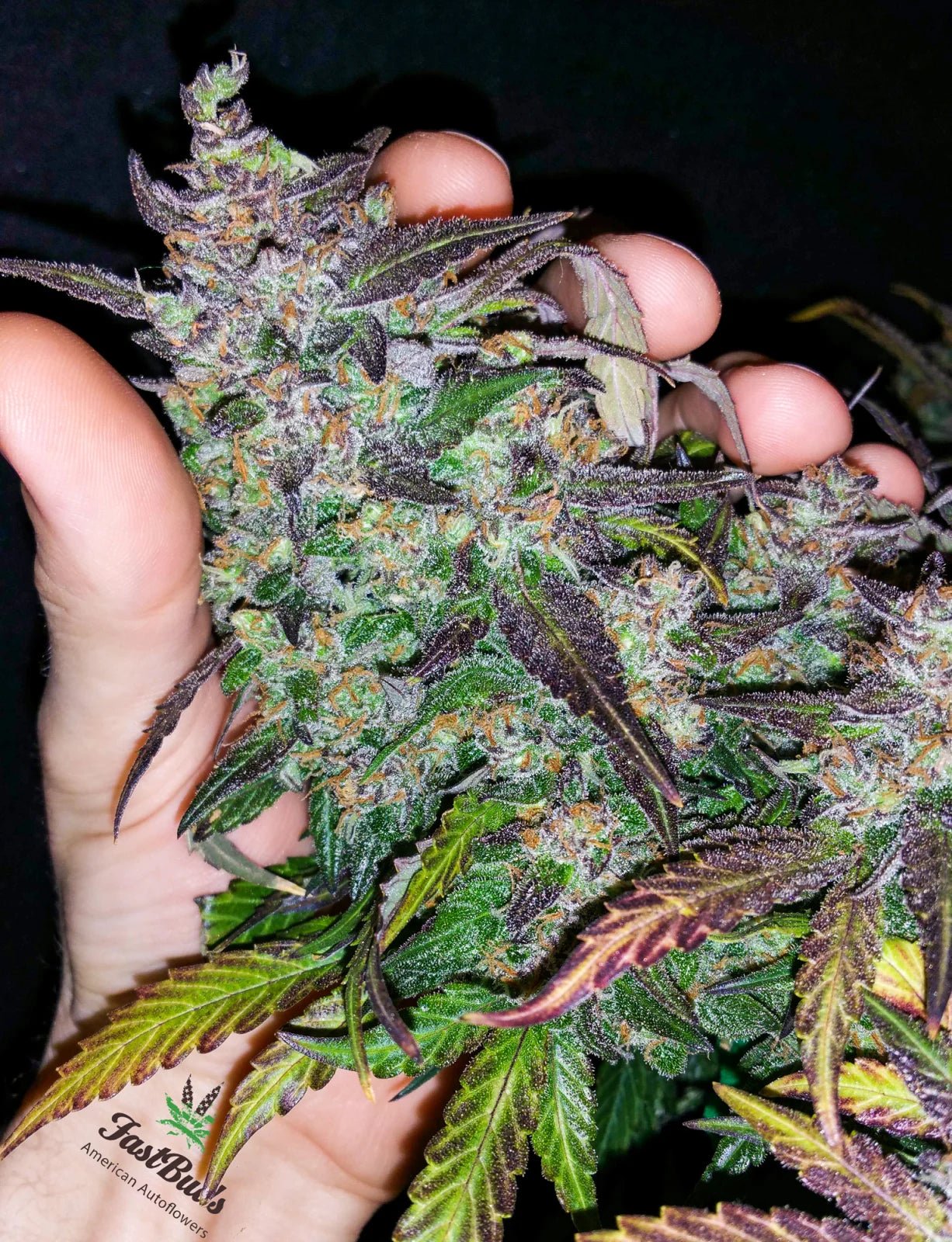 Fastberry Auto - Cannaseuse - Curated Genetics - 42 Fast Buds