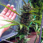 Fastberry Auto - Cannaseuse - Curated Genetics - 42 Fast Buds