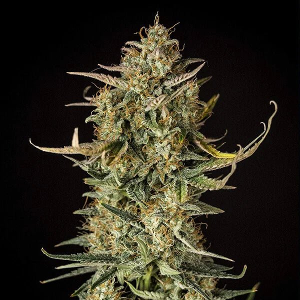 Fat Banana Auto - Cannaseuse - Curated Genetics - Royal Queen Seeds