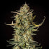 Fat Banana Auto - Cannaseuse - Curated Genetics - Royal Queen Seeds