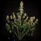 Fat Banana Auto - Cannaseuse - Curated Genetics - Royal Queen Seeds