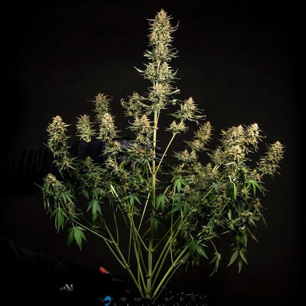 Fat Banana Auto - Cannaseuse - Curated Genetics - Royal Queen Seeds