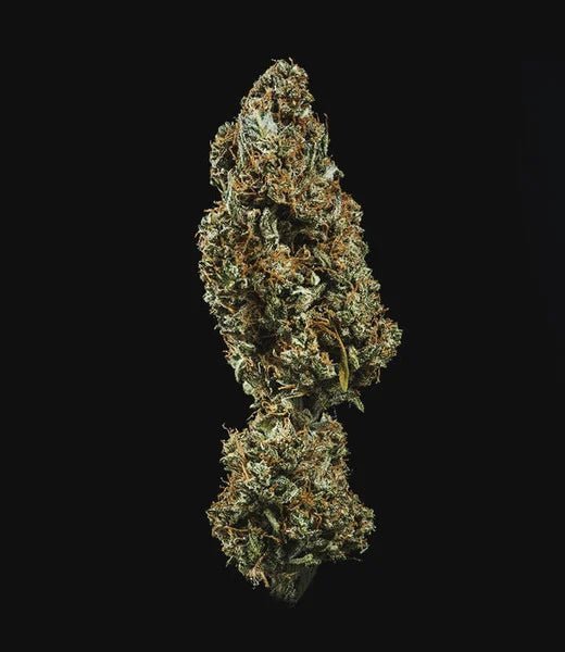 Fat Banana Auto - Cannaseuse - Curated Genetics - Royal Queen Seeds