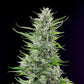 Fat Banana - Cannaseuse - Curated Genetics - Royal Queen Seeds