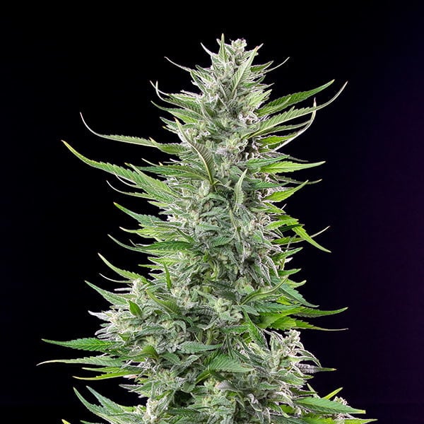 Fat Banana - Cannaseuse - Curated Genetics - Royal Queen Seeds