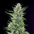 Fat Banana - Cannaseuse - Curated Genetics - Royal Queen Seeds