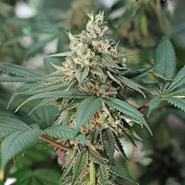 Fat Banana - Cannaseuse - Curated Genetics - Royal Queen Seeds