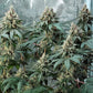 Fat Banana - Cannaseuse - Curated Genetics - Royal Queen Seeds