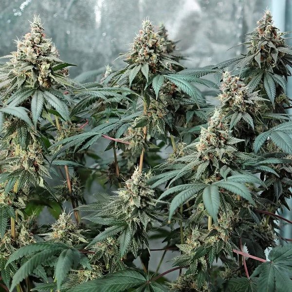Fat Banana - Cannaseuse - Curated Genetics - Royal Queen Seeds