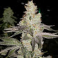Always Be Flowering (ABF)-Finessin