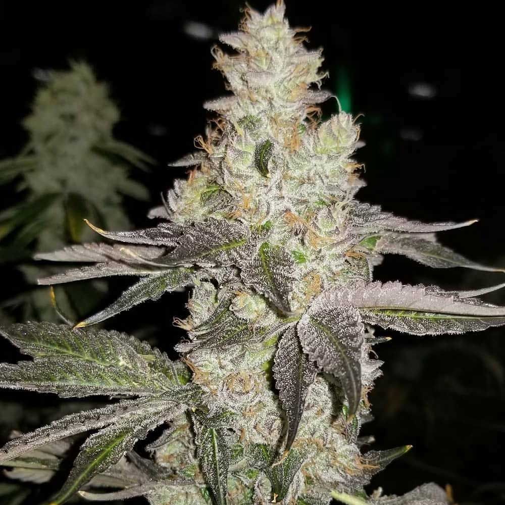 Always Be Flowering (ABF)-Finessin