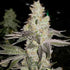Always Be Flowering (ABF)-Finessin