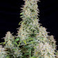 Forbidden Runtz Auto - Cannaseuse - Curated Genetics - 42 Fast Buds