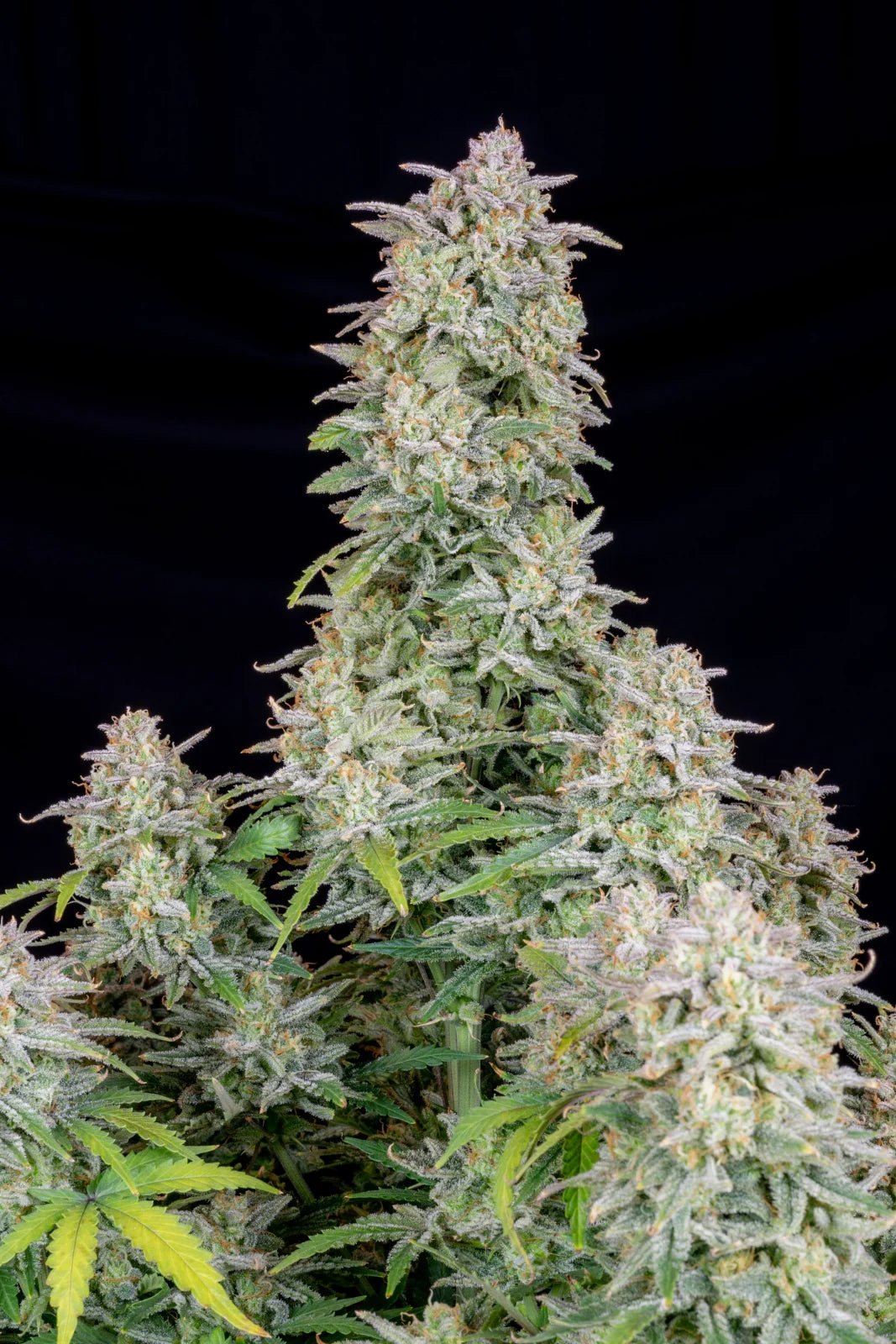 Forbidden Runtz Auto - Cannaseuse - Curated Genetics - 42 Fast Buds
