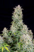 Forbidden Runtz Auto - Cannaseuse - Curated Genetics - 42 Fast Buds