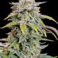Forbidden Runtz Auto - Cannaseuse - Curated Genetics - 42 Fast Buds