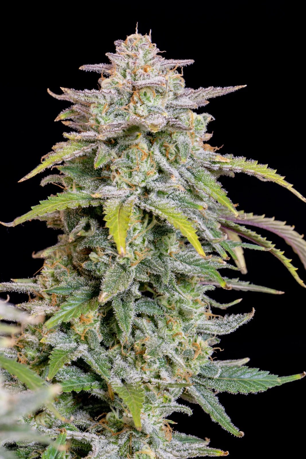 Forbidden Runtz Auto - Cannaseuse - Curated Genetics - 42 Fast Buds