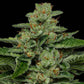 Humboldt Seed Company-Fortune Cookie