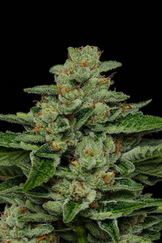 Humboldt Seed Company-Fortune Cookie