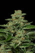 Humboldt Seed Company-Fortune Cookie