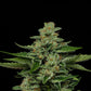 Humboldt Seed Company-Fortune Cookie