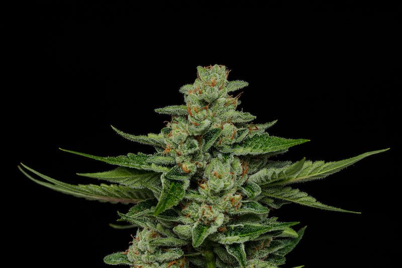Humboldt Seed Company-Fortune Cookie