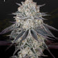 Green House Seeds-Franco's Fullgas!