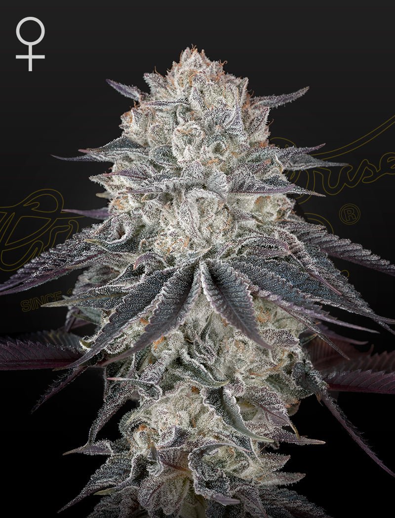 Green House Seeds-Franco's Fullgas!