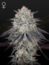 Green House Seeds-Franco&