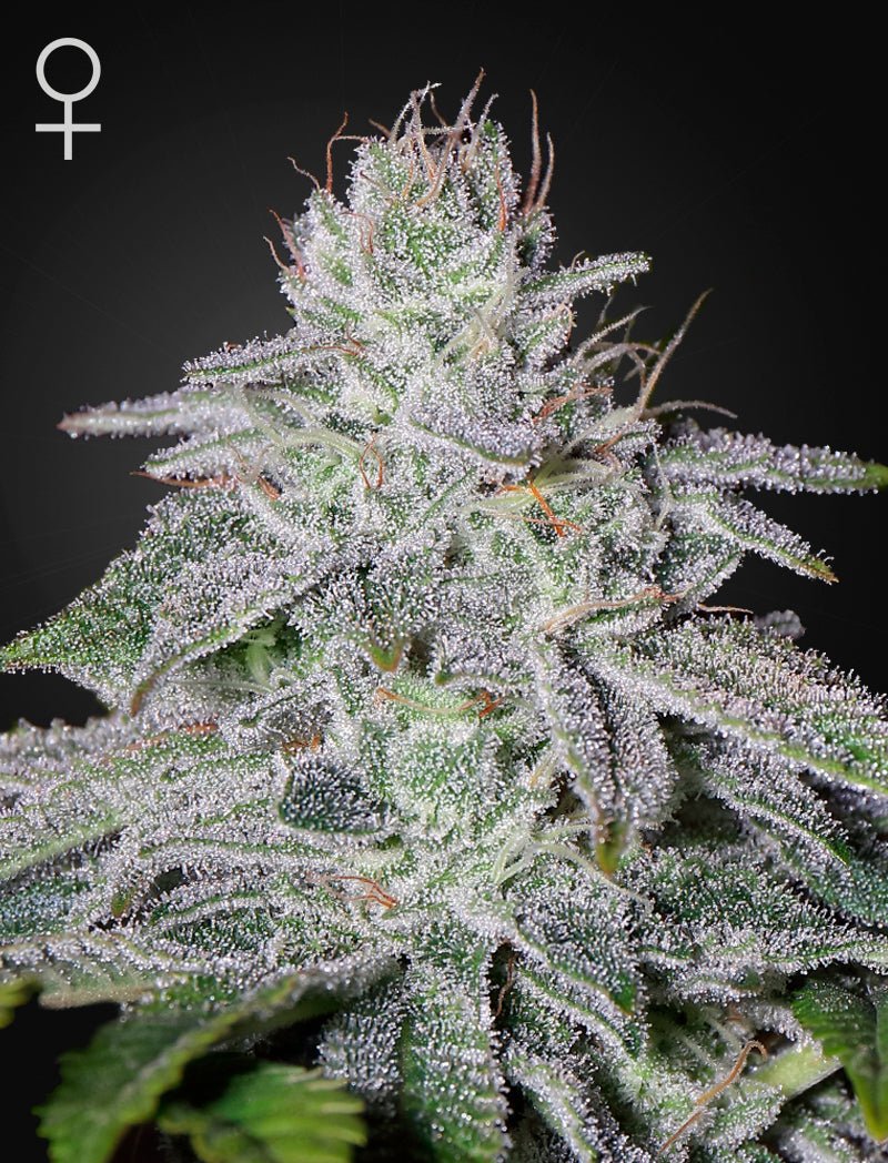 Green House Seeds-Franco's Lemon Cheese