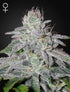 Green House Seeds-Franco&