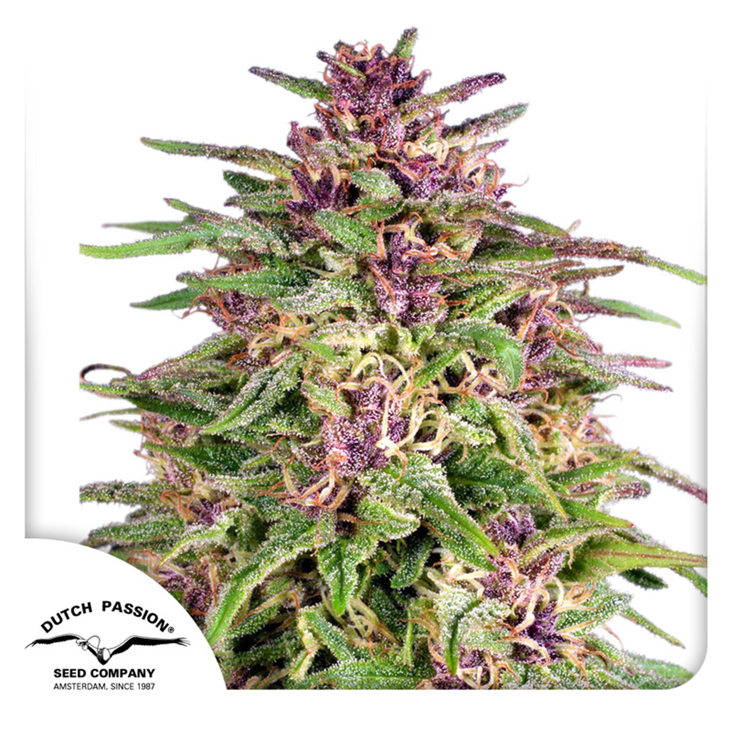 Dutch Passion-Frisian Dew