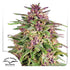 Dutch Passion-Frisian Dew