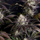Frostbanger Auto™ f4 - Cannaseuse - Curated Genetics - 42 Fast Buds