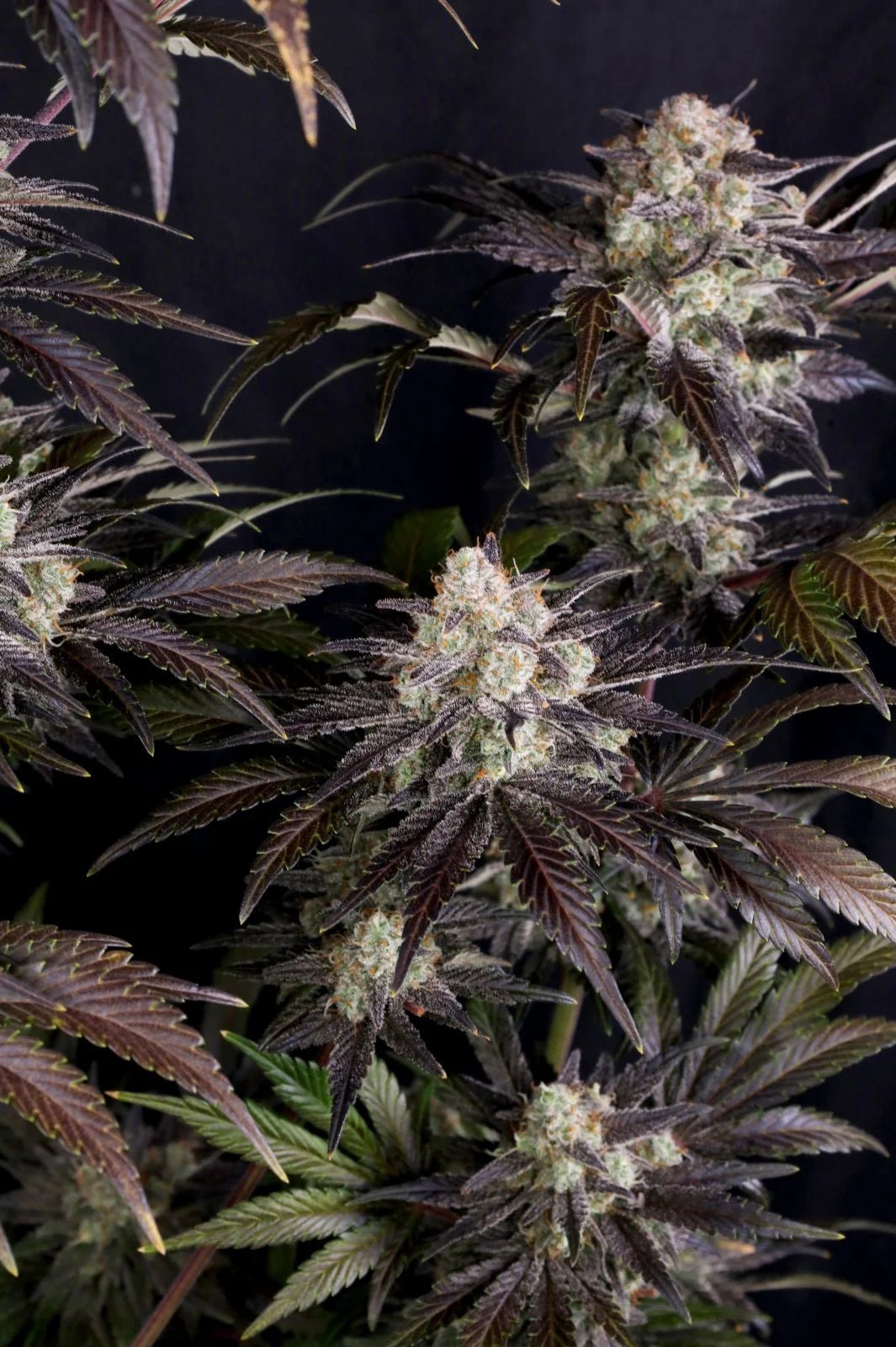 Frostbanger Auto™ f4 - Cannaseuse - Curated Genetics - 42 Fast Buds