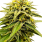 Grateful Seeds-Frosted Sunsetz
