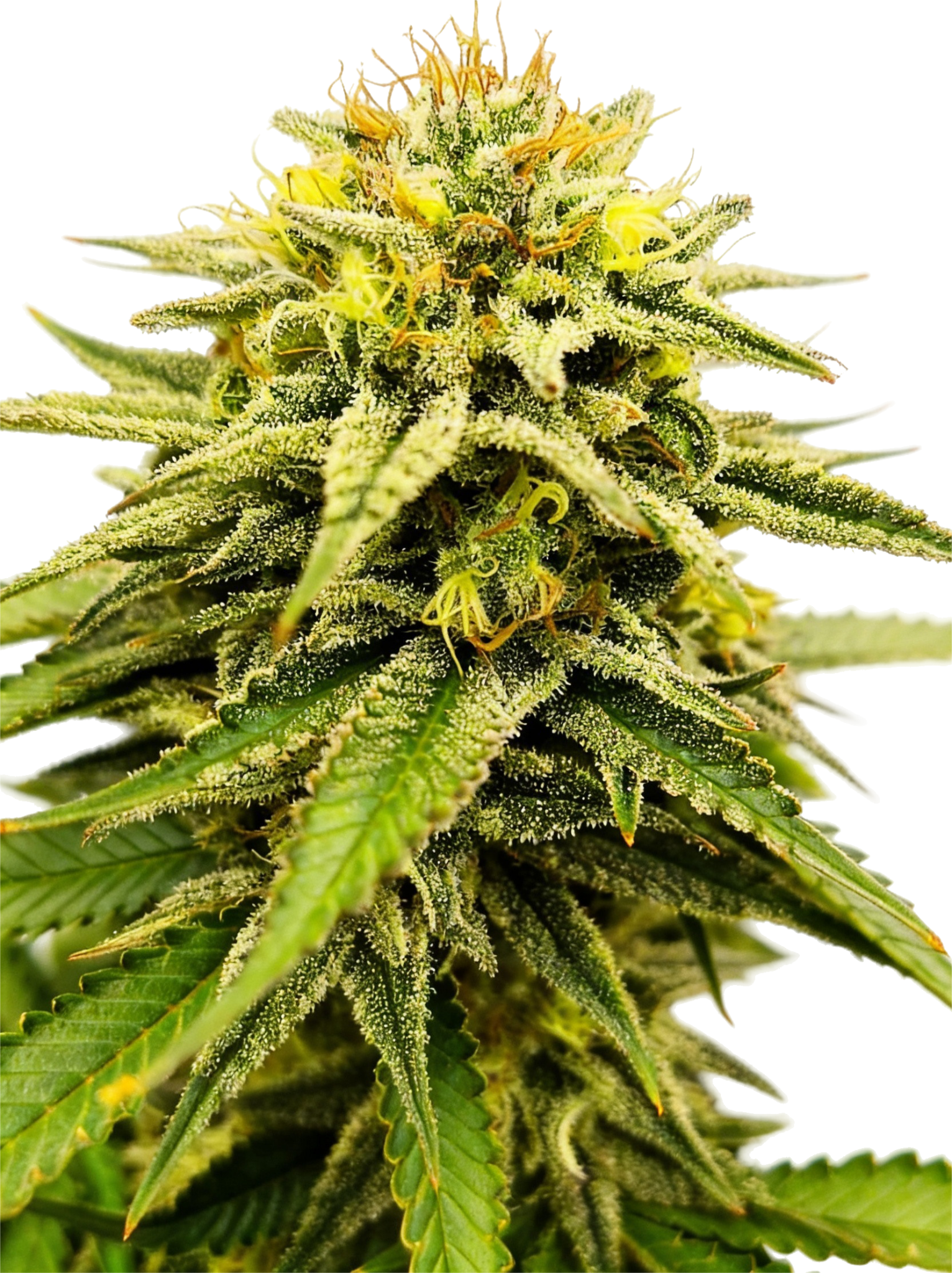 Grateful Seeds-Frosted Sunsetz