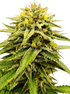 Grateful Seeds-Frosted Sunsetz