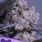 Anesia Seeds-Frozen Black Cherry