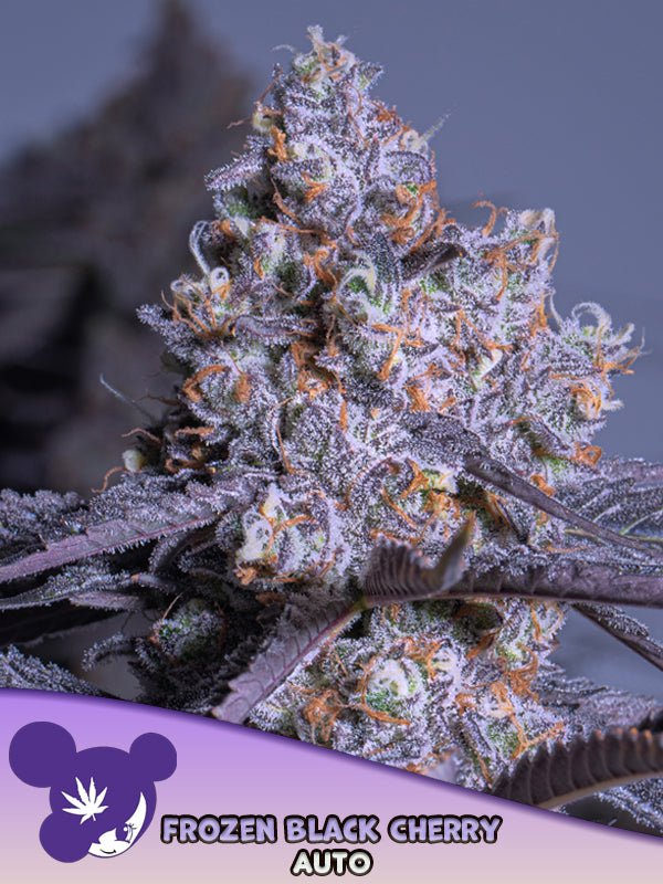 Anesia Seeds-Frozen Black Cherry
