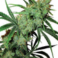 Sensi Seeds-Fruity Juice