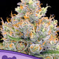 Anesia Seeds-Future 1